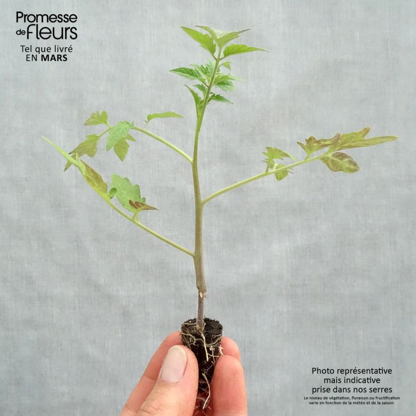 Spécimen de Tomate Tomande F1 - Type marmande - Plants GREFFES mini-mottes Mini-motte Ø 1,5/2,5 cm tel que livré au printemps