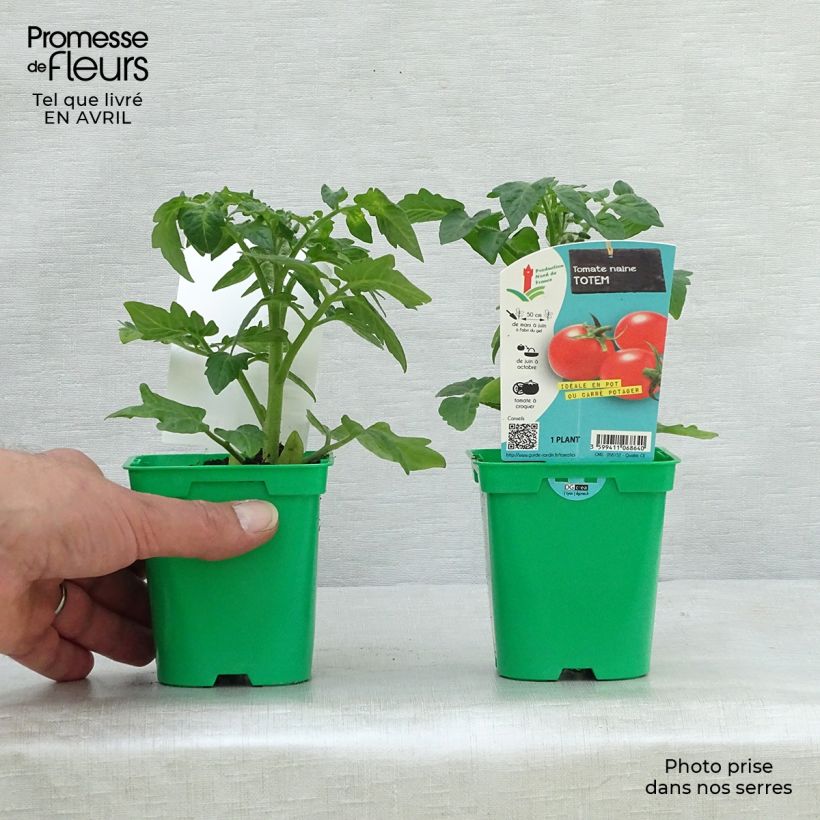 Example of Tomate Totem F1 en plants Pot de 10 cm/11cm as you get in printemps