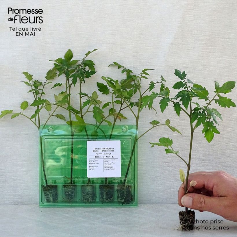 Example of Tomate Tutti Frutti en plants - Tomate-cerise Mini-motte Ø 3/4 cm, Livré en hauteur de 5 à 10 cm as you get in printemps