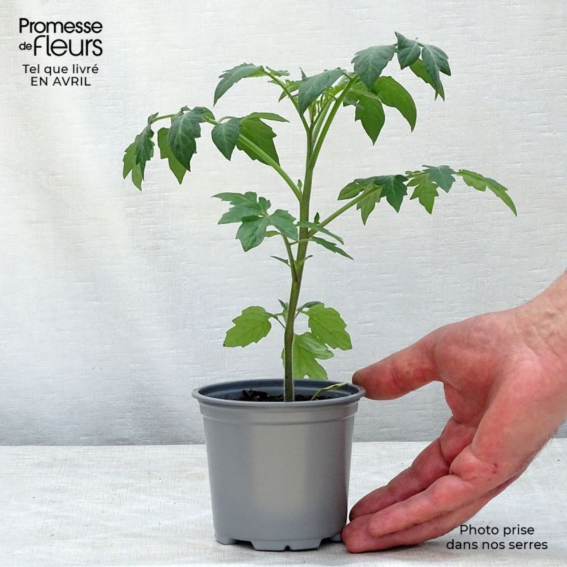 Example of Tomate Tutti Frutti en plants - Tomate-cerise Godet de 8/9 cm as you get in printemps