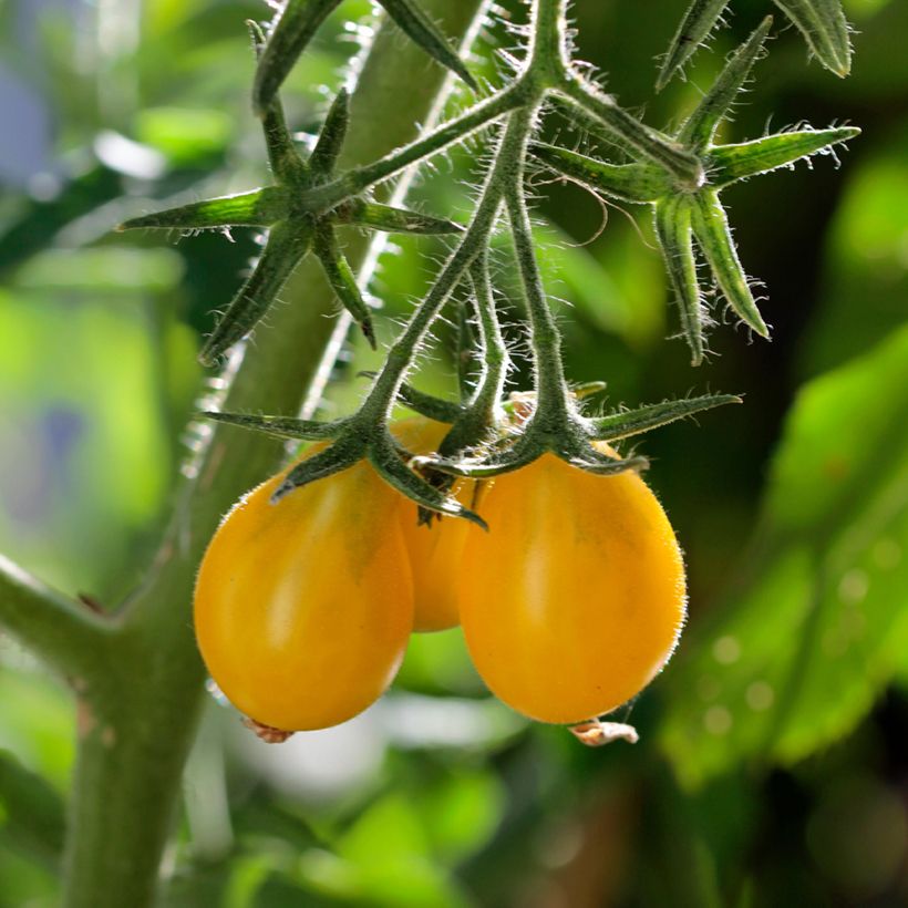 Tomate cerise Yellow Pearshaped (Poire jaune) BIO (Harvest)