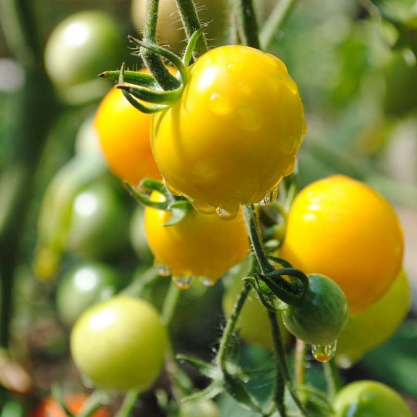 Tomate Cherry Yellow en plants - Tomate-cerise (Harvest)
