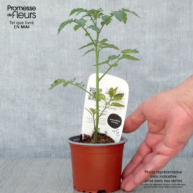 Example of Tomate cerise Gusta Mini Red en plant Bio Pot de 10 cm/11cm as you get in printemps