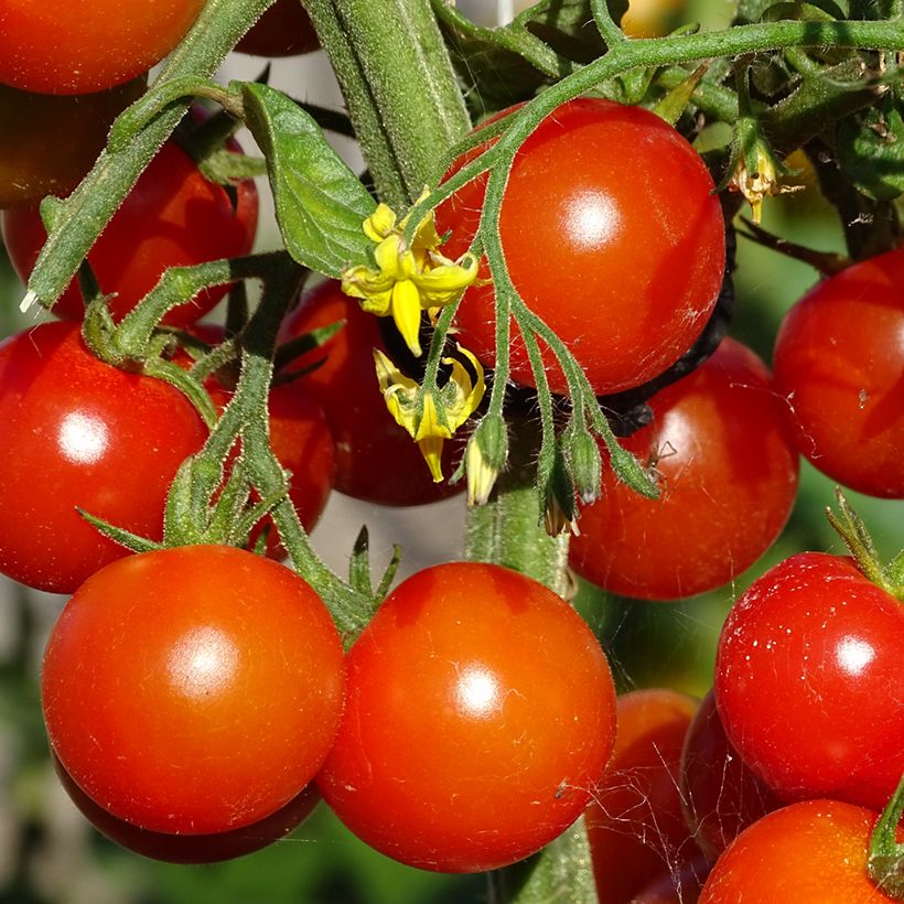 Tomate cerise Gusta Mini Red en plant Bio (Harvest)