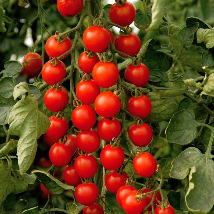 Tomate cerise Supersweet 100 F1 en plants GREFFES (Harvest)