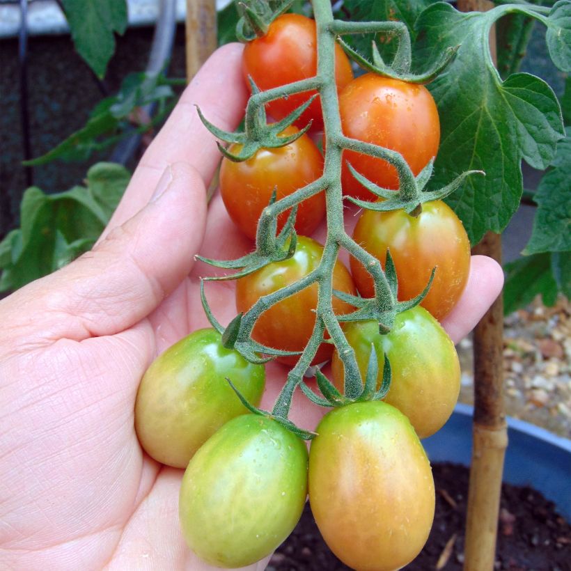 Tomate Tutti Frutti en plants - Tomate-cerise (Harvest)