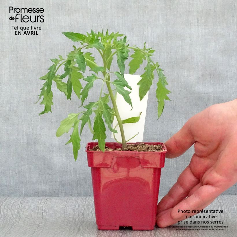 Example of Tomate cœur de bœuf rose (Cuor di Bue Rose) en pot Pot de 10 cm/11cm as you get in printemps