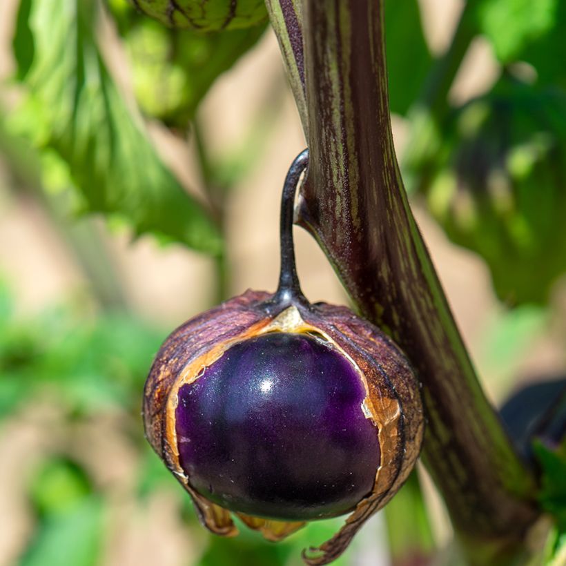 Tomatillo Violet Bio - Ferme de Sainte Marthe (Harvest)