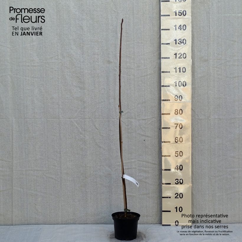 Example of Toona sinensis - Acajou de Chine Pot de 3L/4L as you get in hiver