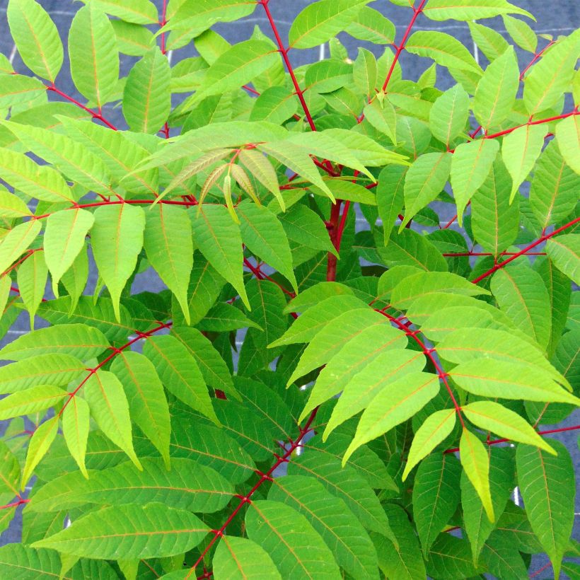 Toona sinensis Flamingo - Acajou de Chine (Foliage)