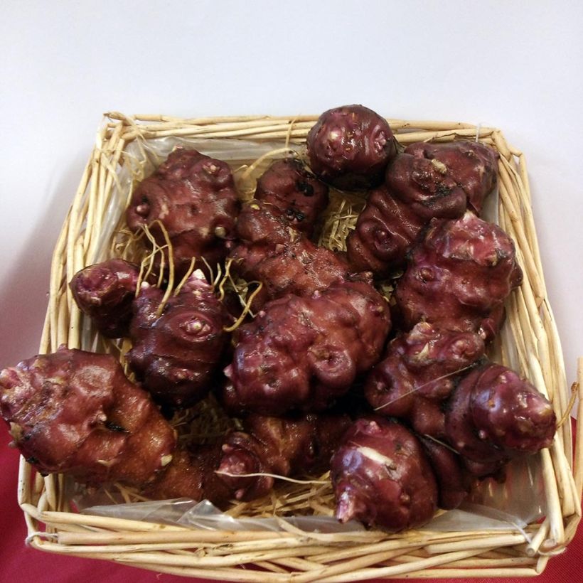 Topinambour Nain BIO - Helianthus tuberosus (Harvest)