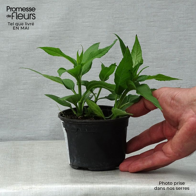 Example of Topinambour Nain BIO - Helianthus tuberosus Godet de 7/8 cm as you get in printemps