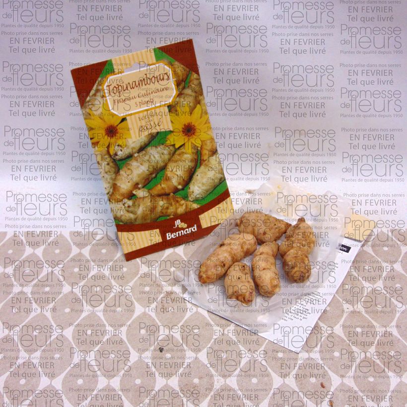 Example of Topinambours Fuseau Culinaire - Helianthus tuberosus Pièce, 5 plants as you get