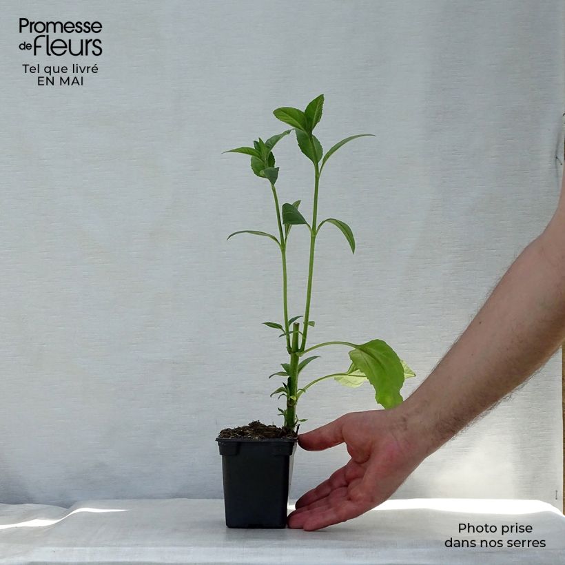 Example of Topinambours Fuseau Culinaire - Helianthus tuberosus Godet de 7/8 cm as you get in printemps