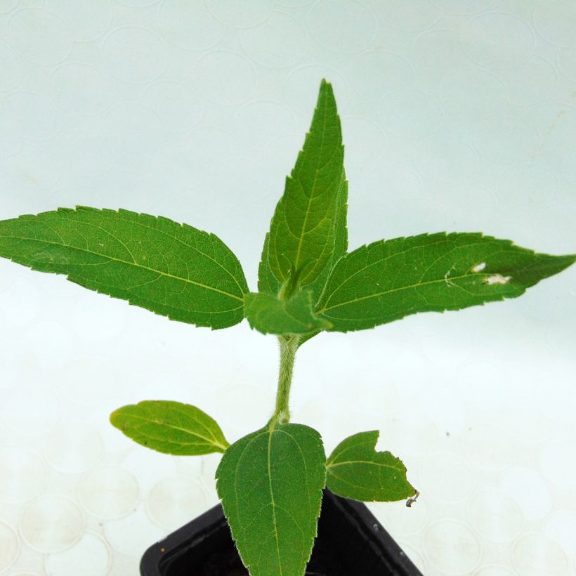 Topinambours Roses BIO - Helianthus tuberosus en godet (Foliage)