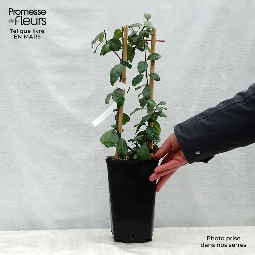 Example of Trachelospermum Star of Toscane - Jasmin étoilé Pot de 2L/3L as you get in printemps