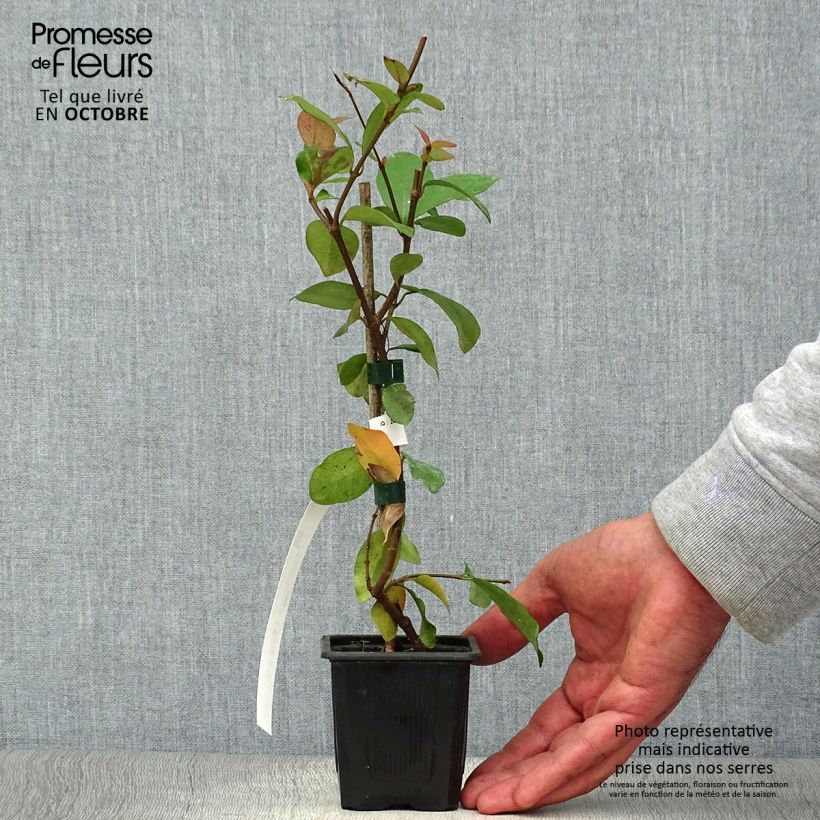 Spécimen de Trachelospermum asiaticum - Faux jasmin jaune Godet de 8/9 cm tel que livré en automne