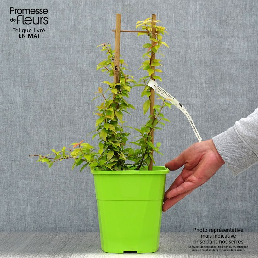 Spécimen de Trachelospermum asiaticum Golden Memories Pot de 3L/4L tel que livré au printemps