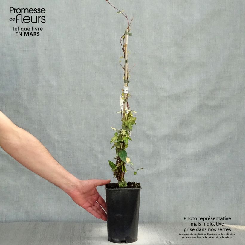 Spécimen de Trachelospermum asiaticum Ogon-Nishiki - Jasmin étoilé Pot de 2L/3L tel que livré au printemps