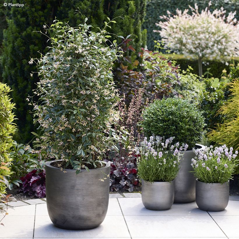 Trachelospermum asiaticum Star of Milano - Jasmin étoilé (Plant habit)