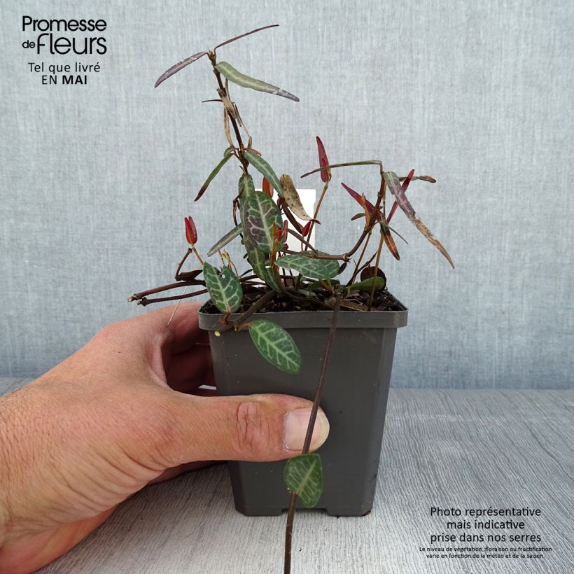 Spécimen de Trachelospermum asiaticum Theta - Jasmin étoilé Godet de 8/9 cm tel que livré au printemps