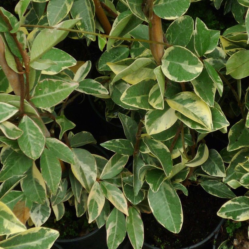 Trachelospermum jasminoides Variegatum - Jasmin étoilé (Foliage)