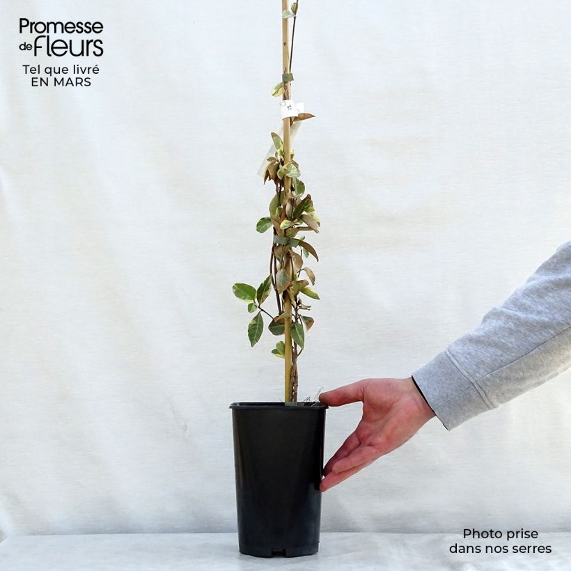 Example of Trachelospermum jasminoides Variegatum - Jasmin étoilé Pot de 2L/3L as you get in printemps