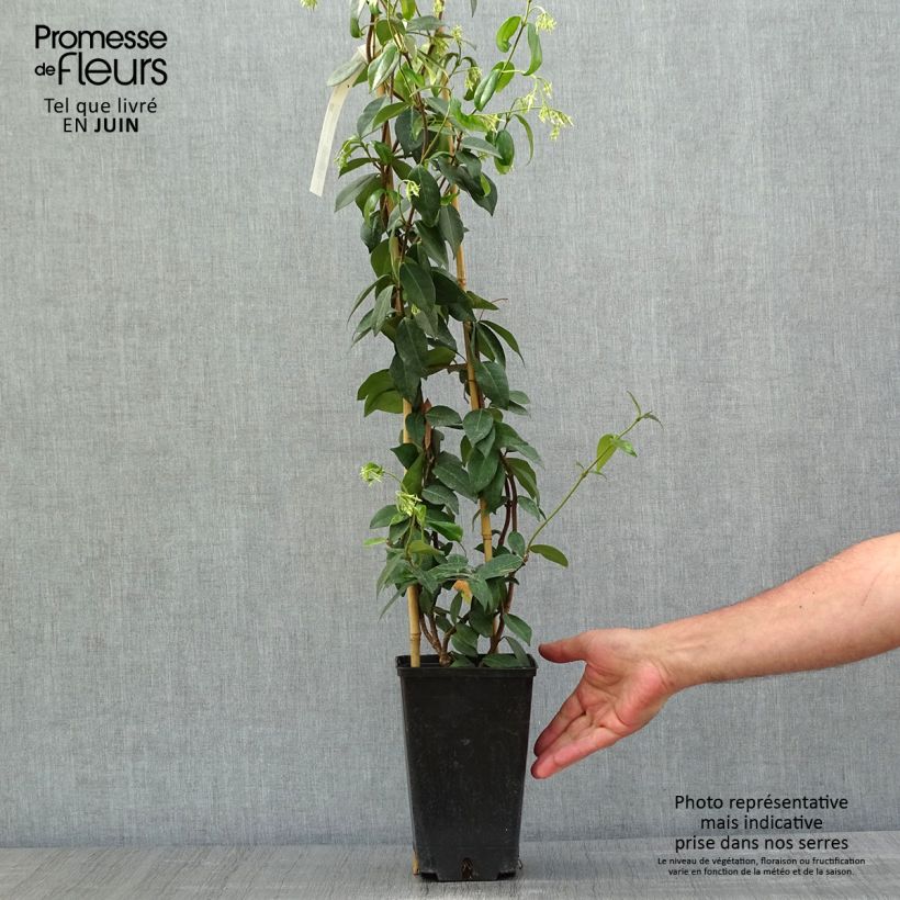 Example of Trachelospermum jasminoides Winter Ruby - Jasmin étoilé Pot de 2L/3L as you get in printemps