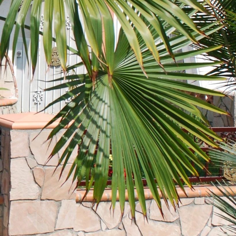 Trachycarpus latisectus - Palmier Windamere (Foliage)