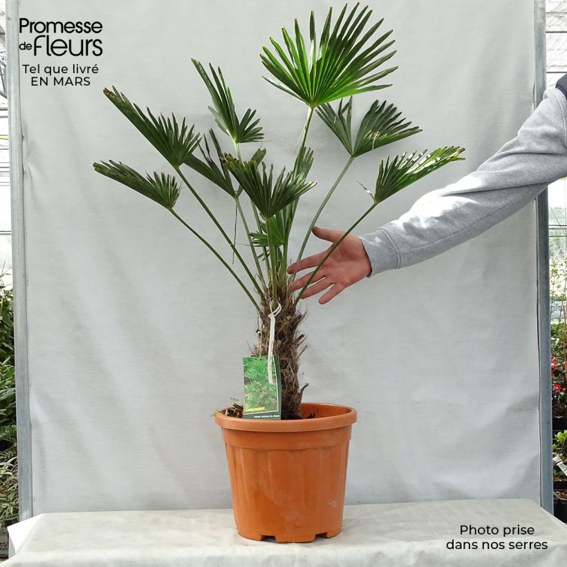 Example of Trachycarpus wagnerianus - Palmier miniature Pot de 12L/15L, Haute-Tige, Hauteur de tronc (Stipe) 20/30cm as you get in printemps
