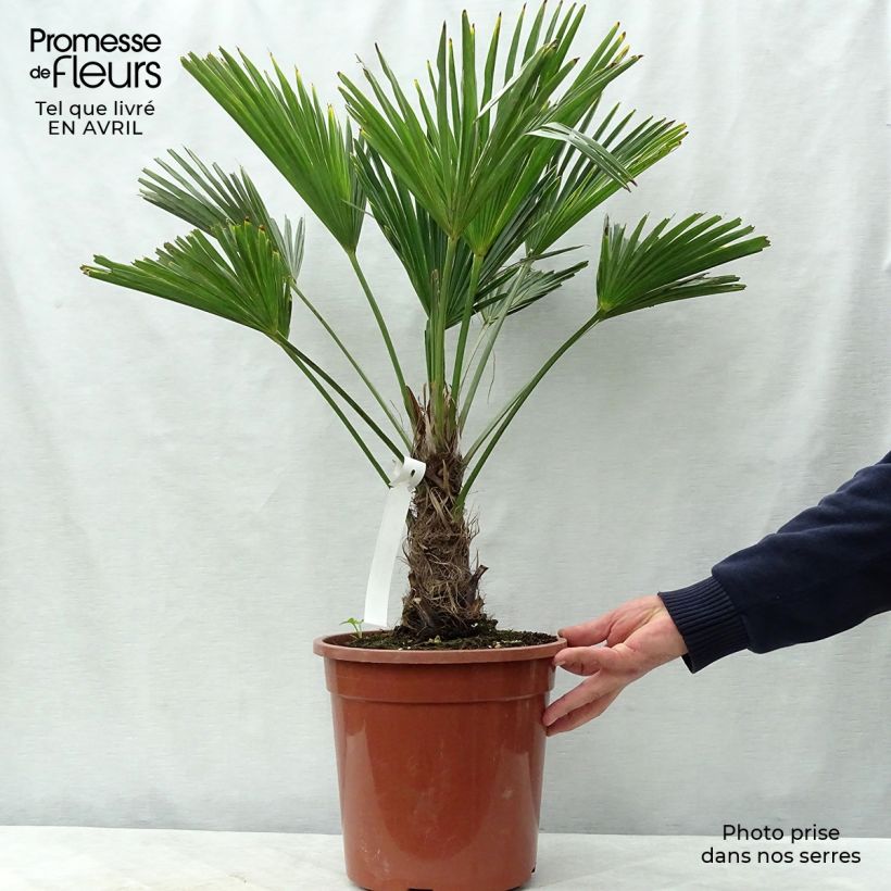 Example of Trachycarpus wagnerianus - Palmier miniature Pot de 6L/7L as you get in printemps