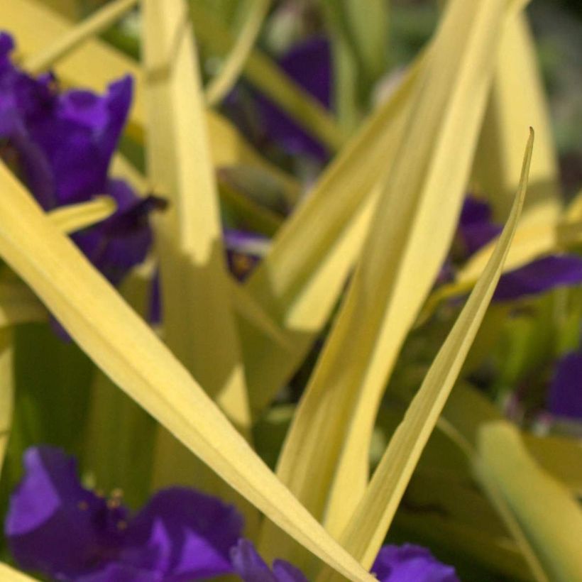 Ephémère de Virginie, Tradescantia andersoniana Blue and Gold (Foliage)