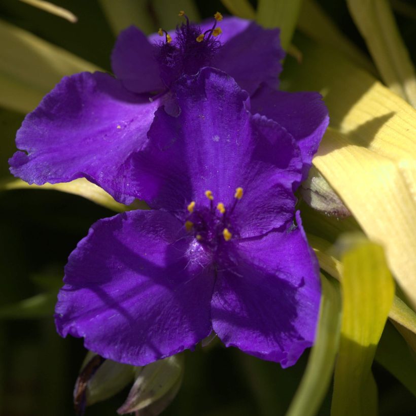 Ephémère de Virginie, Tradescantia andersoniana Blue and Gold (Flowering)
