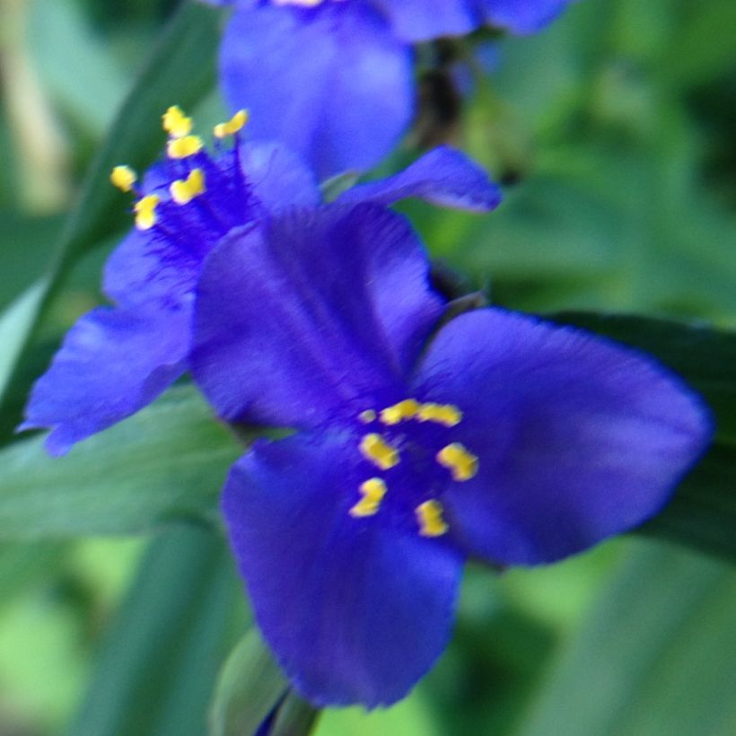 Ephémère de Virginie - Tradescantia andersoniana Isis (Floraison)