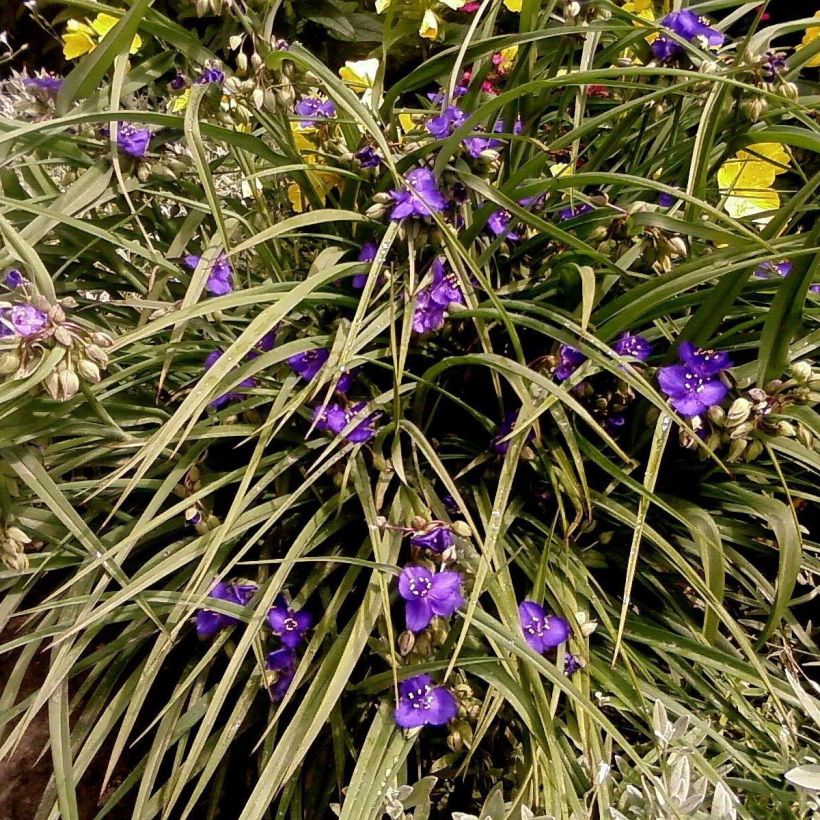 Ephémère de Virginie - Tradescantia andersoniana Isis (Port)