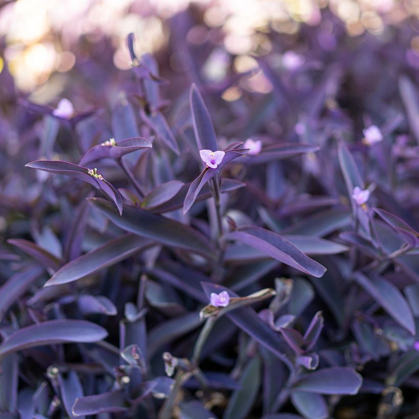 Tradescantia pallida Purple Heart - Misère pourpre (Foliage)