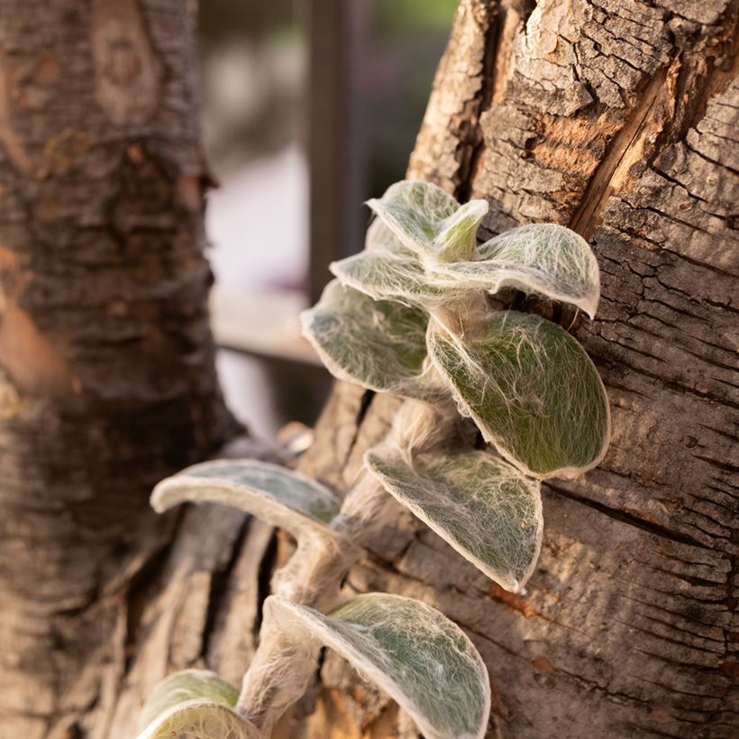 Tradescantia sillamontana - Misère laineuse (Plant habit)