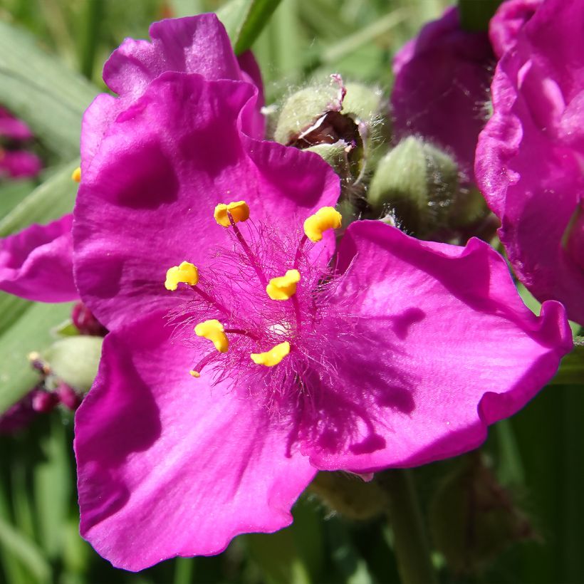 Tradescantia virginiana Brevicaulis - Ephémère de Virginie (Floraison)