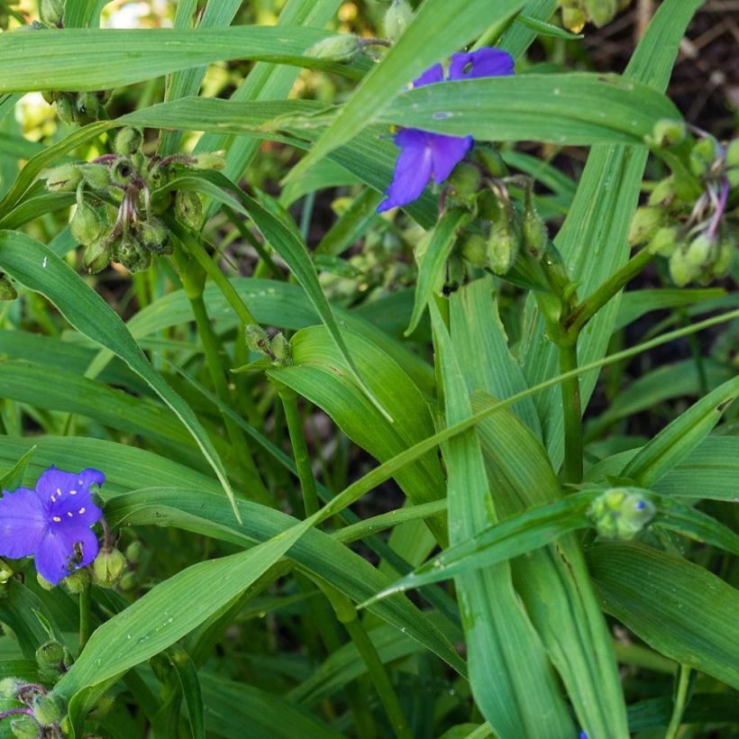 Ephémère de Virginie - Tradescantia virginiana Zwanenburg Blue (Foliage)