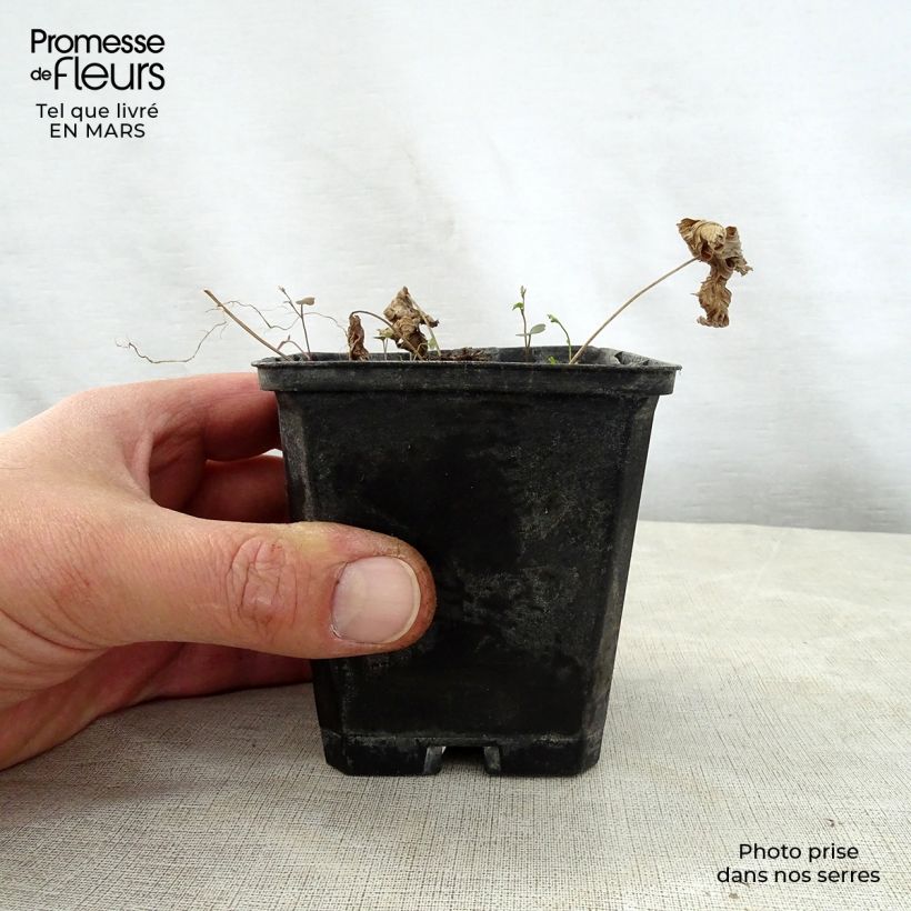 Spécimen de Trautvetteria caroliniensis Godet de 8/9 cm tel que livré au printemps