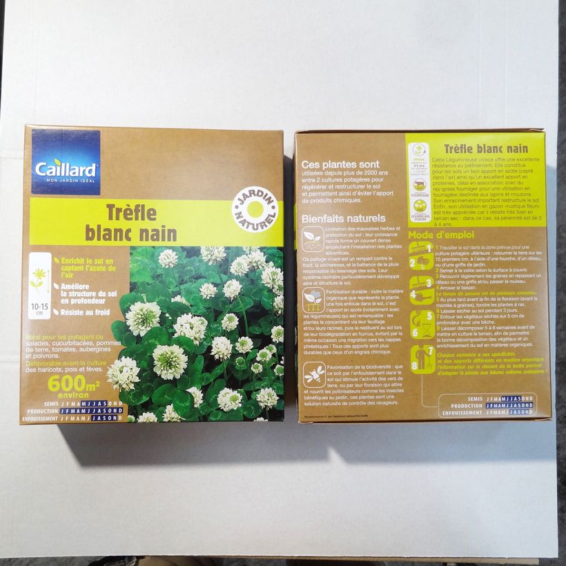 Exemple de spécimen de Trèfle blanc nain - Engrais vert Boîte 600 m² tel que livré