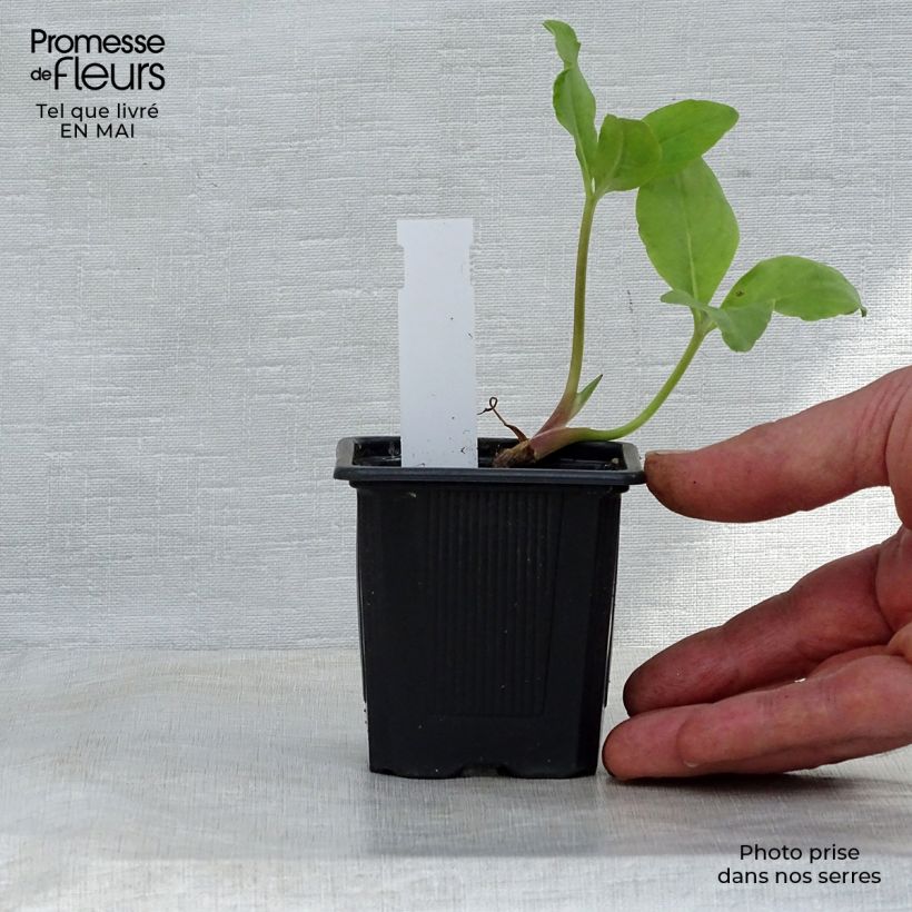 Example of Trèfle d'eau - Menyanthes trifoliata Godet de 8/9 cm as you get in printemps