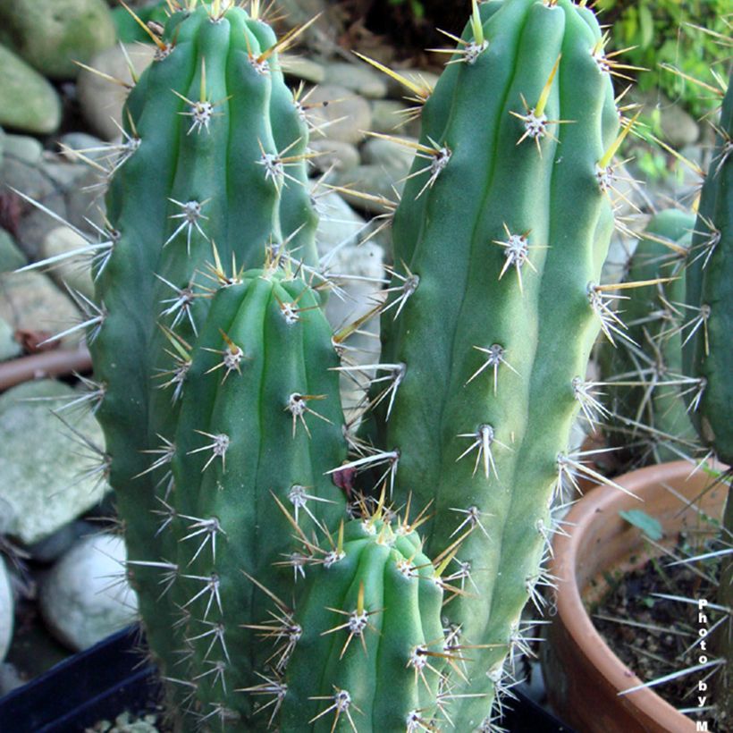 Trichocereus cuzcoensis - Cactus cierge (Foliage)