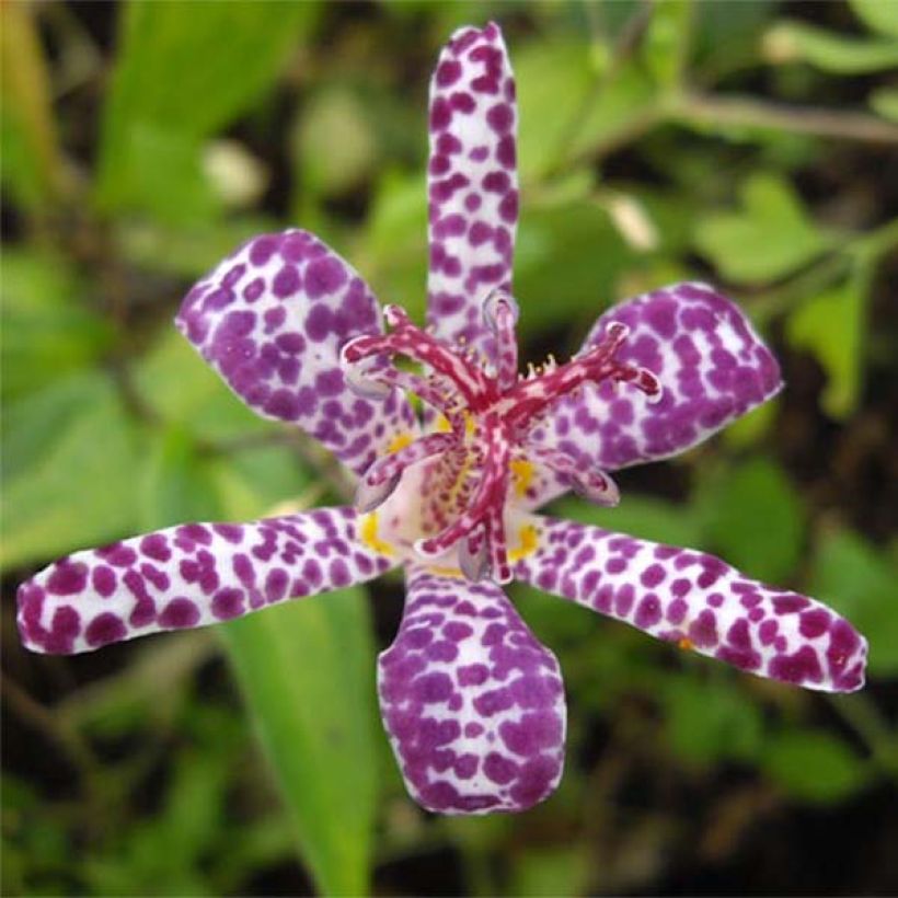 Lis orchidée panaché - Tricyrtis Imperial Banner  (Flowering)