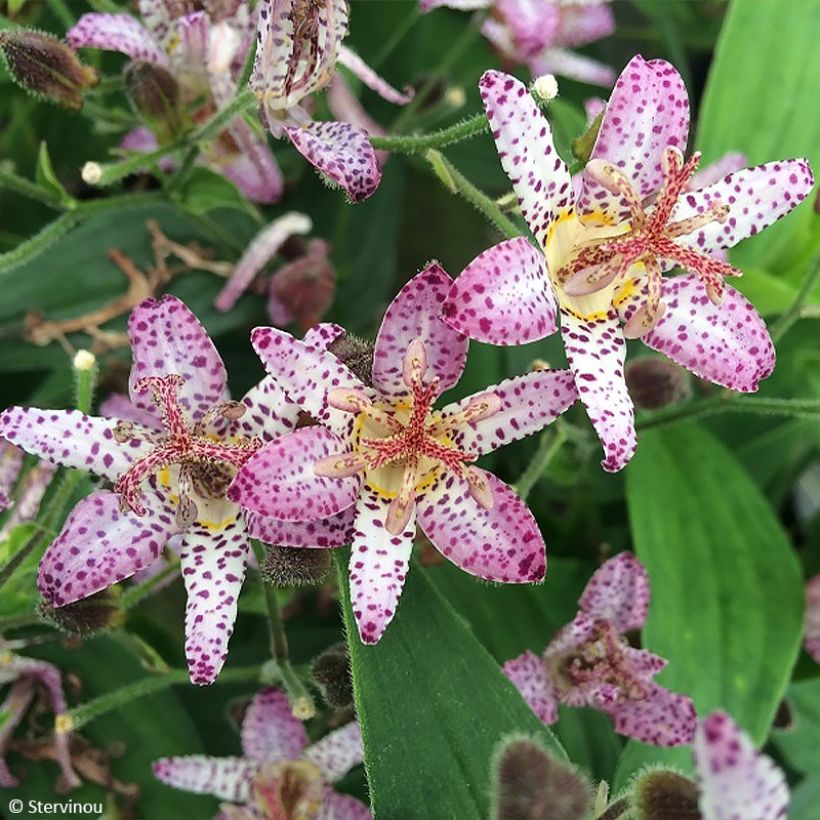 Lys orchidée - Tricyrtis formosana Pink Freckles (Flowering)