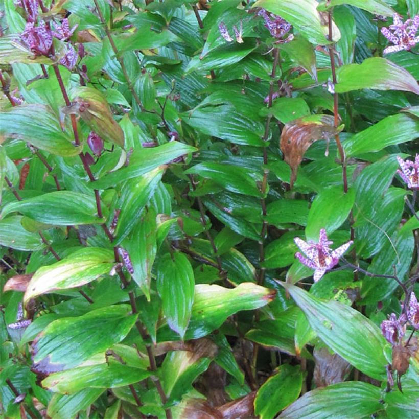 Lis orchidée - Tricyrtis formosana (Foliage)