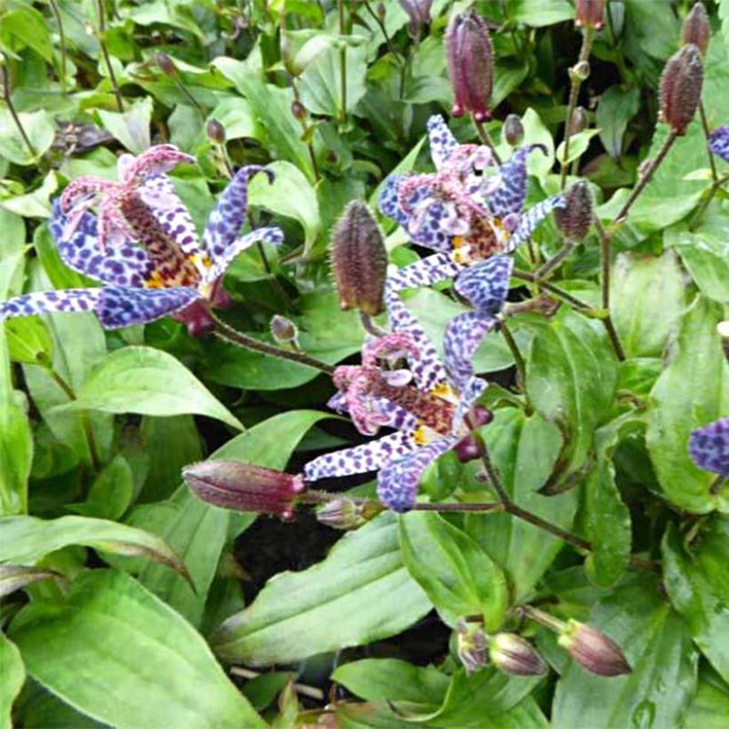 Lys orchidée - Tricyrtis formosana Dark Beauty (Flowering)
