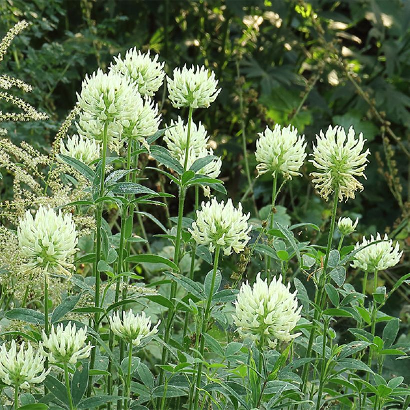Trifolium ochroleucon - Trèfle beige (Flowering)