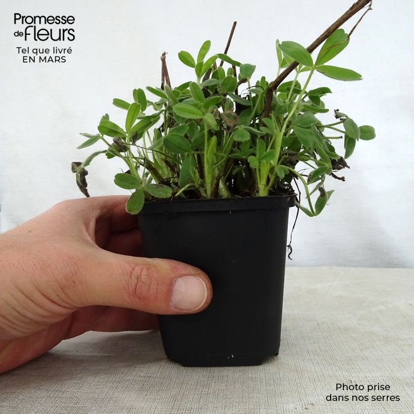 Example of Trifolium ochroleucon - Trèfle beige Godet de 8/9 cm as you get in printemps