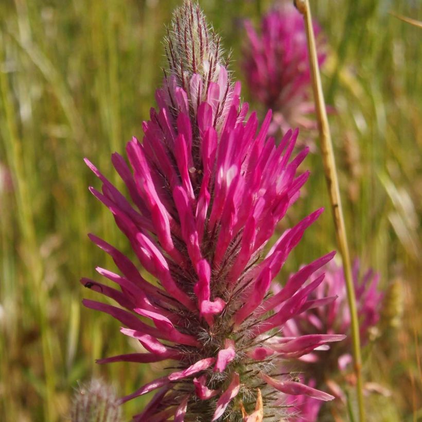 Trifolium rubens - Trèfle pourpré (Flowering)